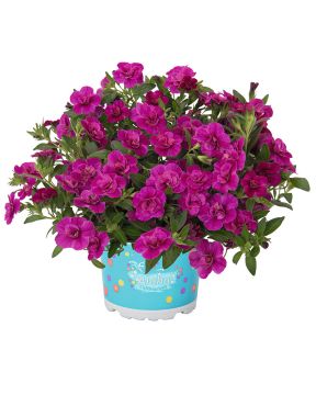 Kerrattu miljoonakello Double Purple