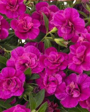 Kerrattu miljoonakello Double Purple