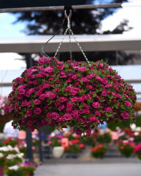 Kerrattu miljoonakello Double Purple