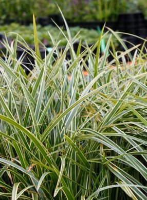 Japaninsara Ice Dance 3 kpl