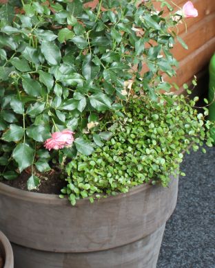 Lankaköynnös 3 kpl