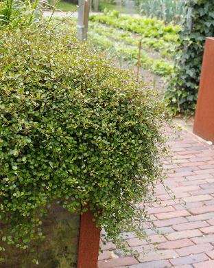 Lankaköynnös 3 kpl