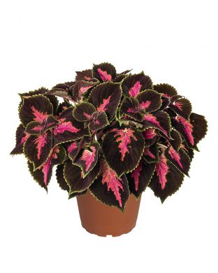 Värinokkonen Fifth Avenue 3 kpl