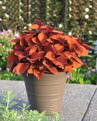 Värinokkonen Wall Street 3 kpl