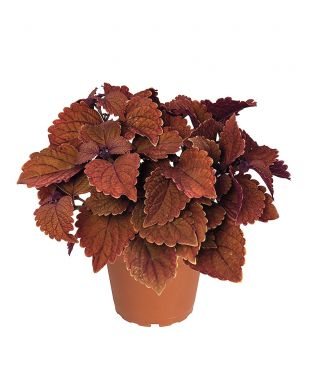 Värinokkonen Wall Street 3 kpl