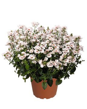 Amppelidiana My Darling Appleblossom 3 kpl