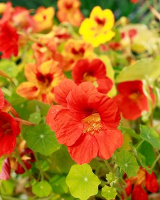 Isoköynnöskrassi mix 3 kpl