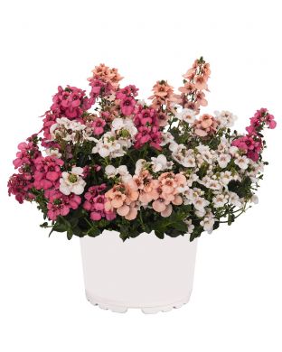 Amppelidiana My Darling 