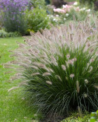 Koristesulkahirssi Hameln 3 kpl