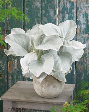 Hopeavillakko Angel Wings