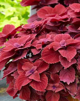 Värinokkonen Redhead 3 kpl