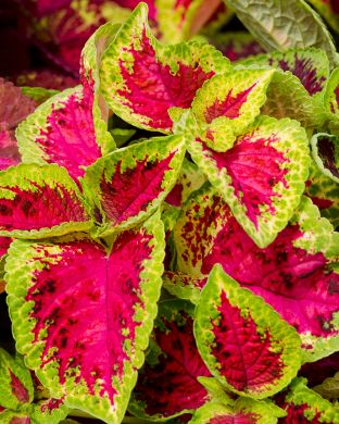 Värinokkonen Watermelon 3 kpl