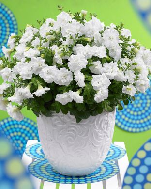 Kerrattu petunia valkoinen