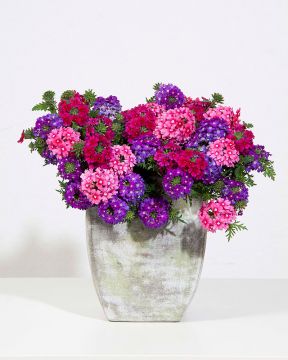 Tarhaverbena Wild Berries