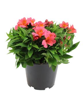 Prinsessalilja Colorita Pink