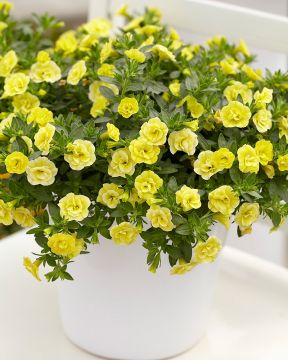 Kerrattu miljoonakello Double Lemon 3 kpl