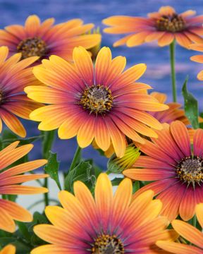 Tähtisilmä Purple Sun 3 kpl