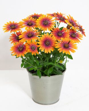 Tähtisilmä Purple Sun 3 kpl