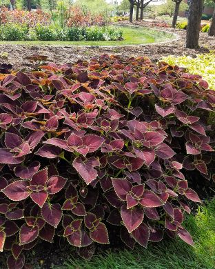 Värinokkonen Broad Street 3 kpl