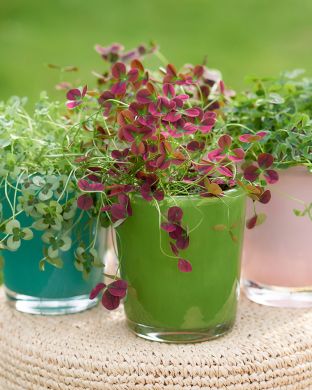 Koristeapila-lajitelma 3 kpl