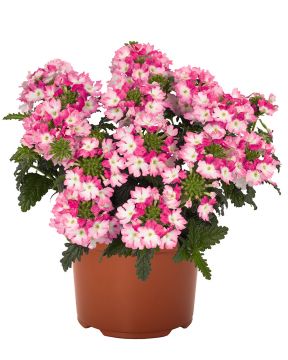 Tarhaverbena Hot Pink 3 kpl