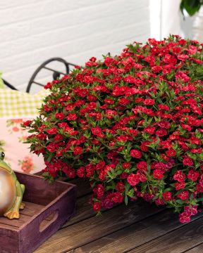 Kerrattu miljoonakello Cherry Red