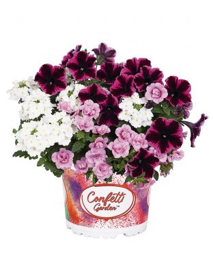 Kesäkukka-lajitelma Fantastic Kiss