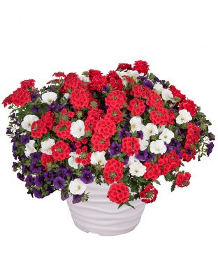 Kesäkukka-lajitelma Patriot