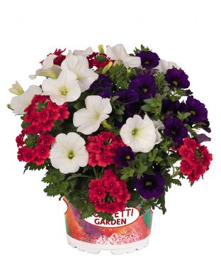 Kesäkukka-lajitelma Patriot