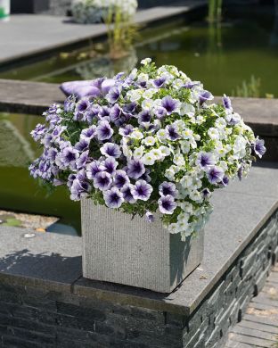 Kesäkukka-lajitelma Shocking Blue