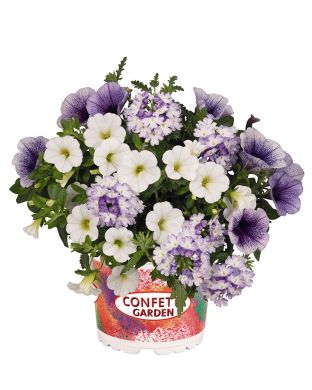 Kesäkukka-lajitelma Shocking Blue