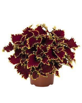 Värinokkonen Crown Jewel 3 kpl