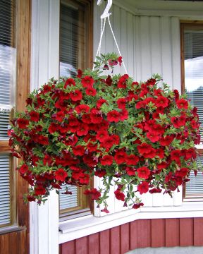 Miljoonakello punainen