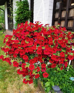 Miljoonakello punainen