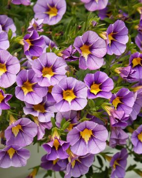 Miljoonakello Rave Blue