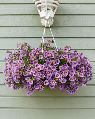 Miljoonakello Rave Blue