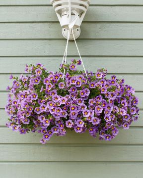 Miljoonakello Rave Blue