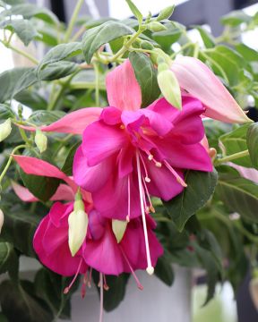 Verenpisara Bella Rosella 3 kpl