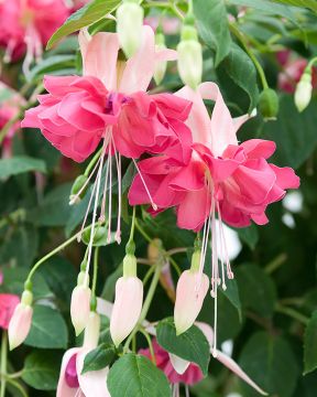 Verenpisara Bella Rosella 3 kpl