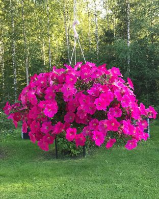 Petunia Neon Pink