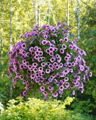 Petunia Purple Vein