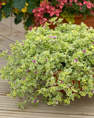 Mesiherttalehti Variegata 3 kpl