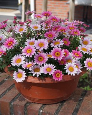 Marketta Madeira™ Pink Halo 3 kpl