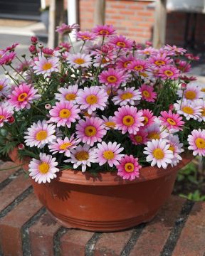 Marketta Madeira™ Pink Halo 3 kpl