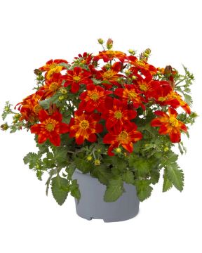 Amppelirusokki Bee Happy™ Red 3 kpl