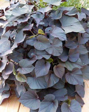 Koristebataatti Black Tone 3 kpl