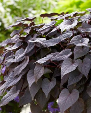 Koristebataatti Black Tone 3 kpl