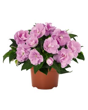 Kerrattu uudenguineanliisa laventeli