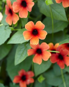 Mustasilmäsusanna terrakotta