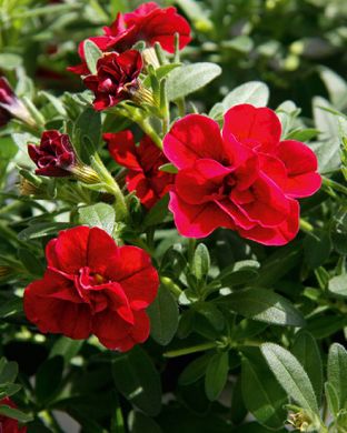 Kerrattu miljoonakello Uno Double Red